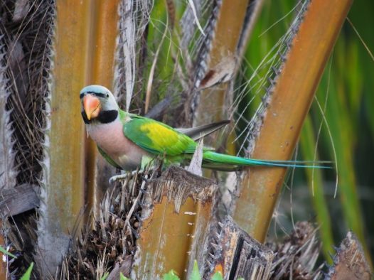 绿色小鹦鹉图片