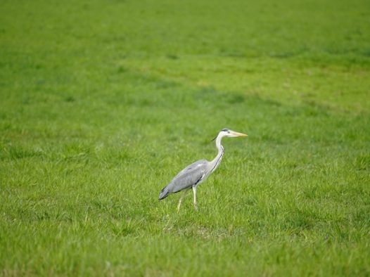 绿色草地上站立的苍鹭摄影图片