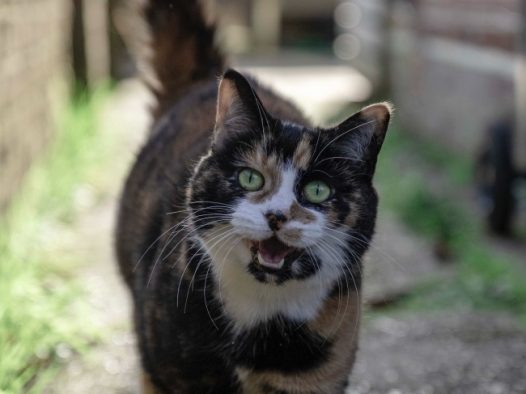 可爱玳瑁猫图片