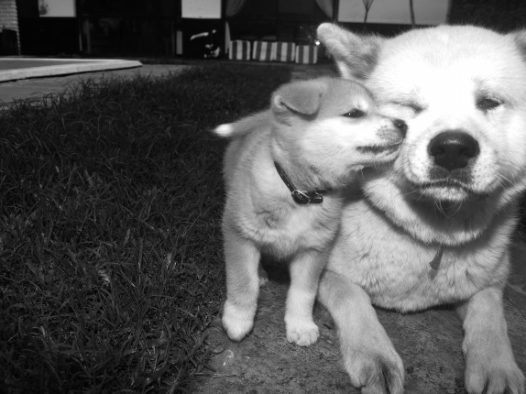秋田犬黑白图片