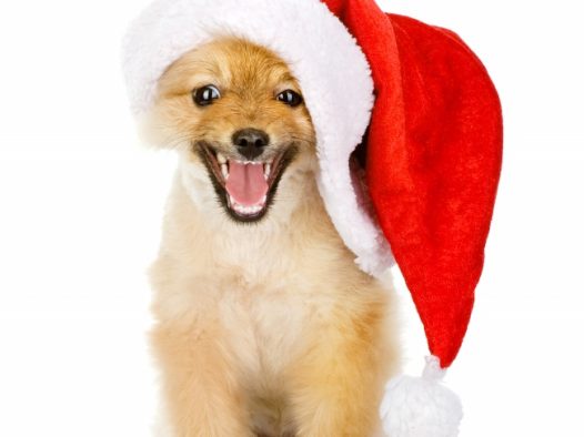可爱圣诞狗狗图片