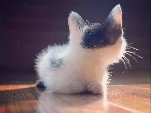来几张小猫咪的背影杀图片,值的收藏哦