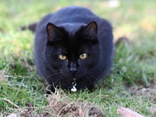纯黑色猫咪图片