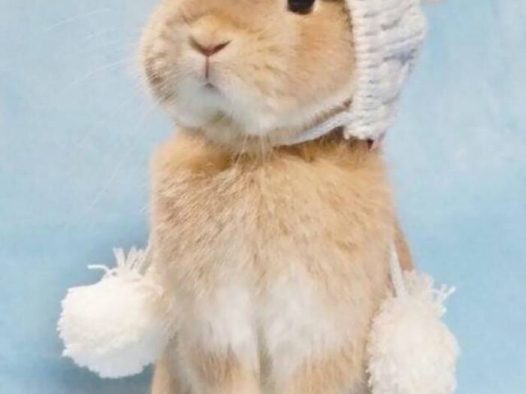 兔子(๑•̀ω•́๑)
