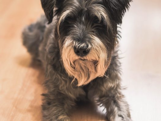 迷你雪纳瑞趴在地上图片