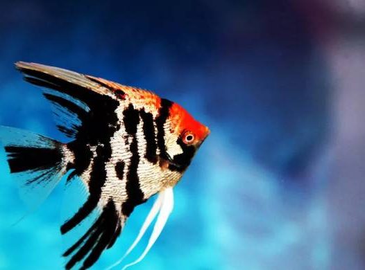 鸳鸯神仙，又名半身黑神仙，原产地南美洲亚马逊河，喜欢弱酸性软水。体长约为10~15厘米，体呈侧扁状，头尖，腹鳍是两条长长的丝鳍，前半身银白或灰白色，后半身全黑色，黑白分明，非常美丽。