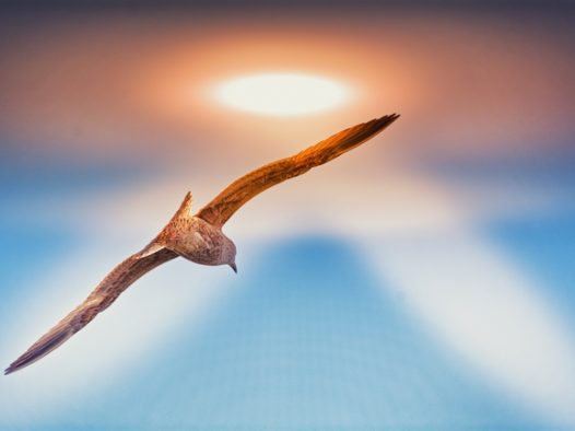 高空展翅翱翔海鸥图片