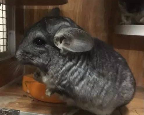 标灰色龙猫，丝绒黑两个都1岁，合笼：2019-1月25号合笼成功，乖巧听话