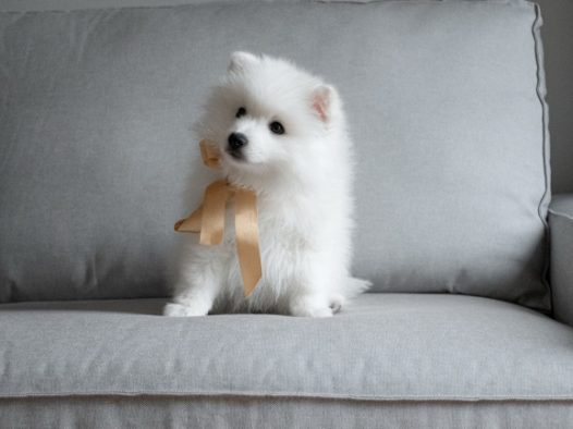 可爱白色萨摩耶幼犬图片