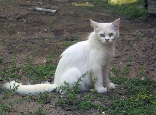 一只白色野猫图片