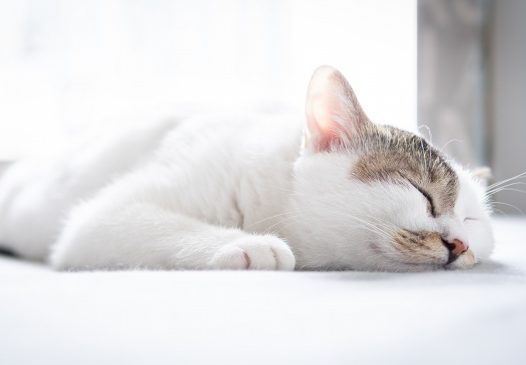 酣睡的小猫图片