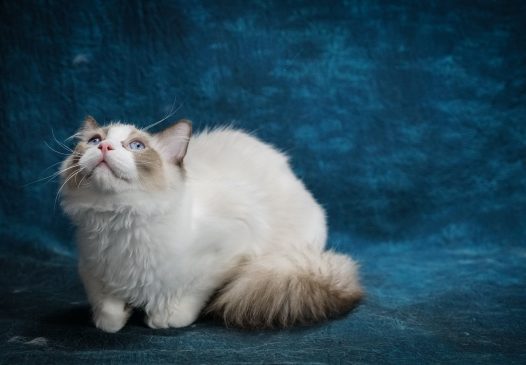 白色宠物猫摄影图片