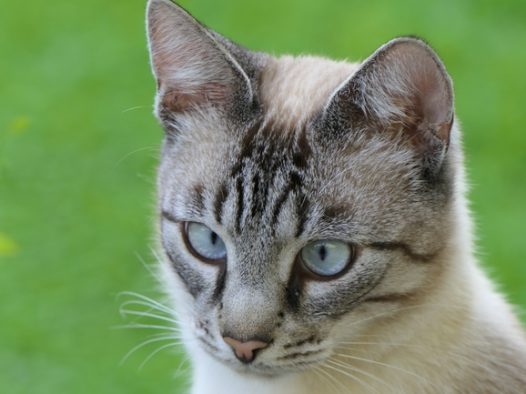 可爱狸花猫写真摄影图片