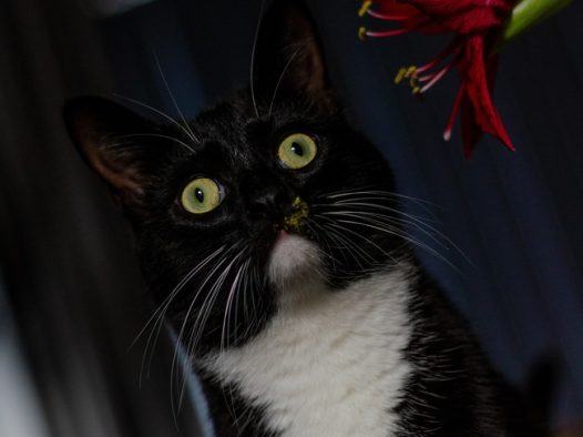 黑色孟买猫图片