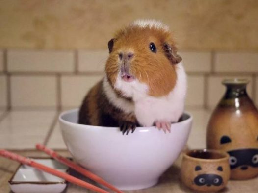 2019这个猪年，带火了不少和猪相关的产品，当然最火的还是要属猪猪本尊。人们已经不满足于吸猫吸狗了，吸猪成为热潮。作为名字里也带有“猪”字的荷兰猪，一定要表示不服！ 虽然不是真的猪，但不管是外形还是内在，人家完全不输猪der~今天就跟随小编一起来啊，吸猪啊~反正有大把时光~