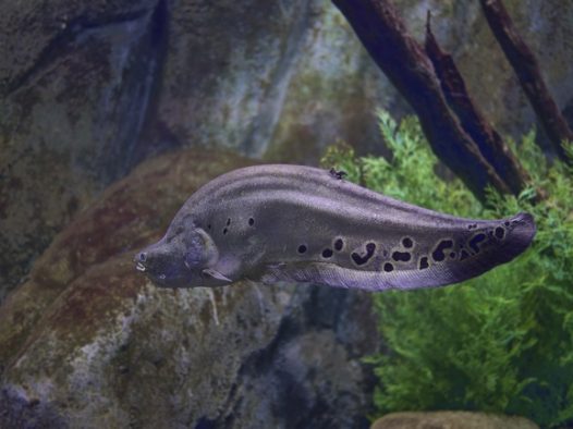 水族馆电鲶鱼图片