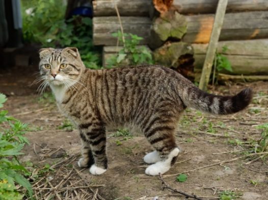 灰色虎斑猫图片