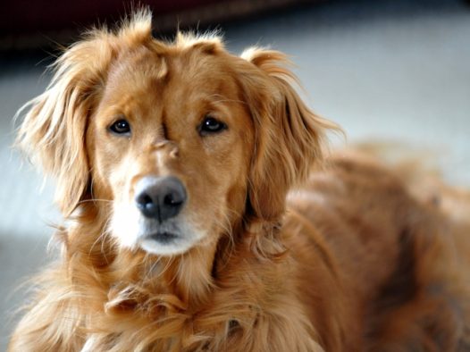 一只金毛寻回犬图片