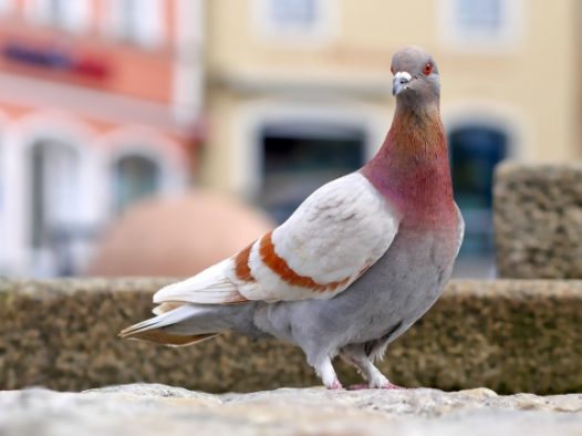 一只灰鸽子图片