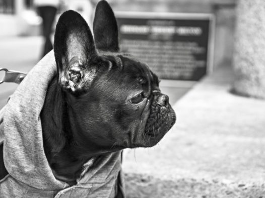 牛头犬图片