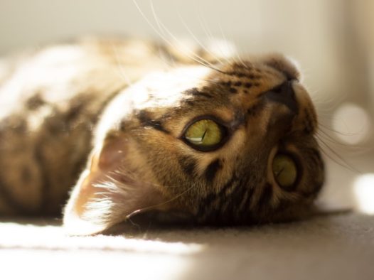 棕色虎斑猫图片