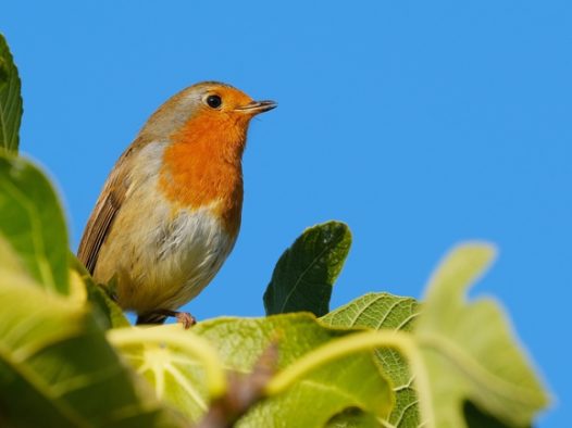 蓝天绿色树叶知更鸟摄影图片