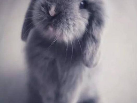 萌小兔子：一言不合就摔饭碗，就是那么有个性，从小到大的照片