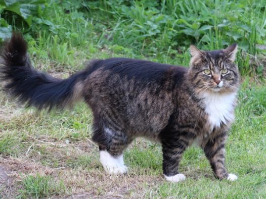 挪威森林猫图片