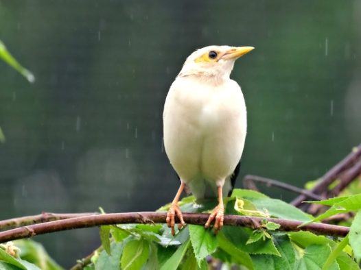 野生白腹八哥摄影图片
