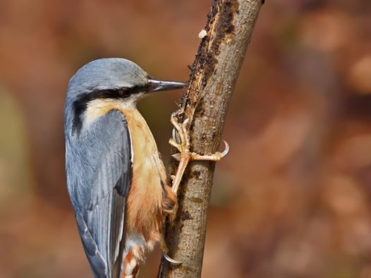 正在捉虫子的野山雀图片