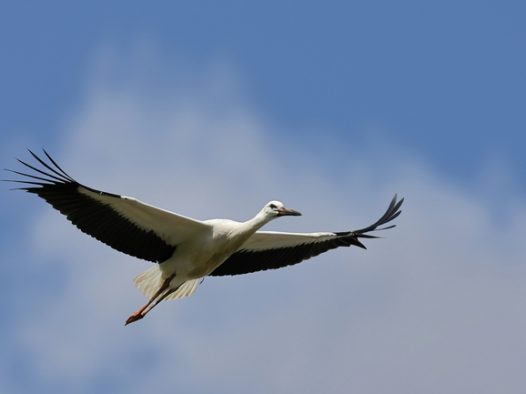 蓝色天空中自由翱翔的白鹳图片