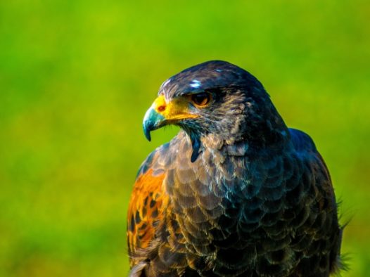 高清老鹰摄影图片