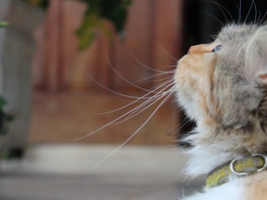 小花猫侧面头像图片