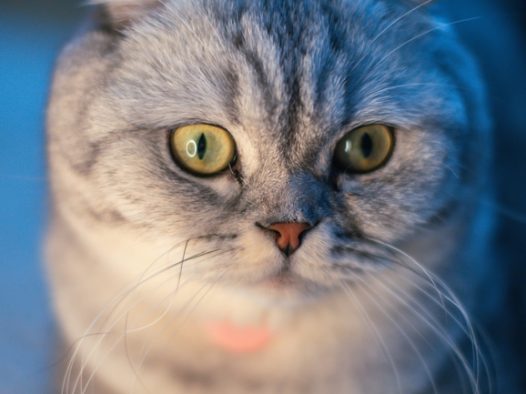 苏格兰折耳猫图片