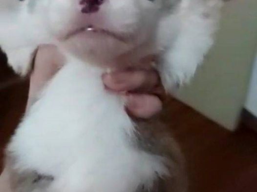 自家狗狗生的,刚睁眼睛的柯基宝宝