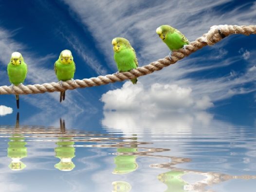 绿色长尾鹦鹉图片