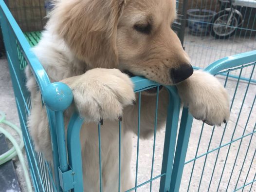 这是哪个帅哥的牙齿啊[偷笑][偷笑] 你们也会为你的宝贝留起乳齿吗[可爱]