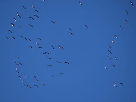秋天大雁迁徙图片