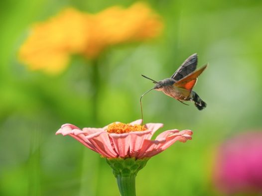 野生蜂鸟鹰蛾摄影图片