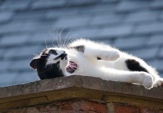 白色小猫晒太阳图片