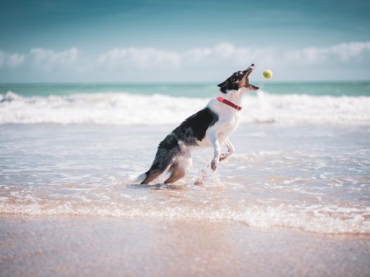 边境牧羊犬海边嬉戏图片