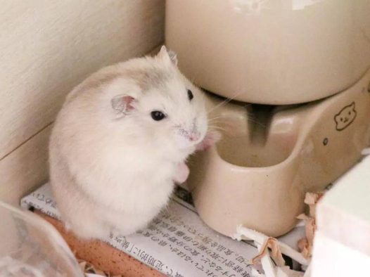 一只超级圆的小仓鼠