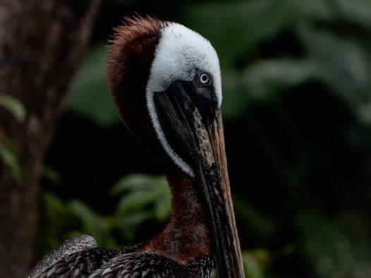 野生东部褐鹈鹕摄影图片