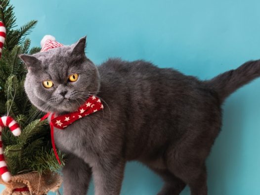 可爱小猫咪卖萌图片