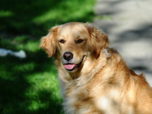 金毛犬大狗图片