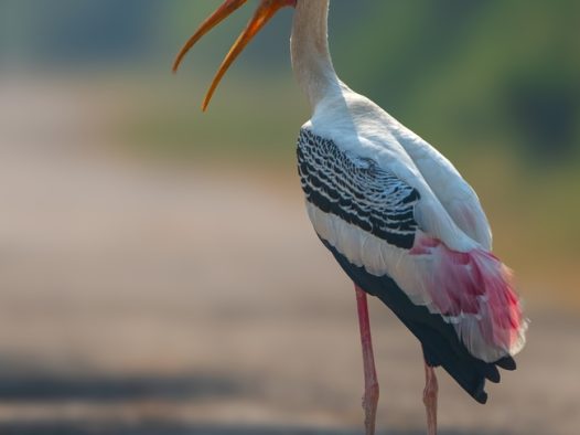 野生彩绘鹳摄影图片