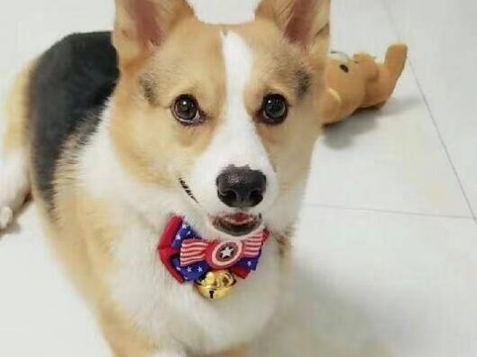 偶像肉圆