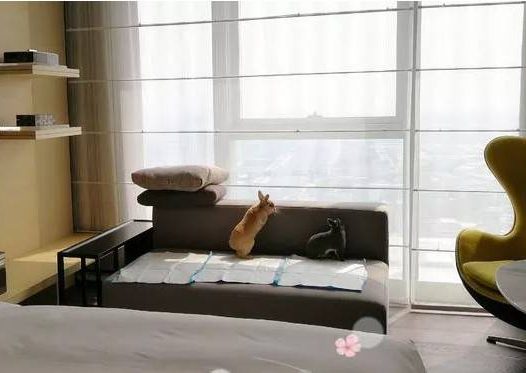 兔子会啃尿布，然后尿在沙发上弄得一塌糊涂。。。还是要看每个兔兔脾气的，我家小祖宗只能外带包，加抱在怀里