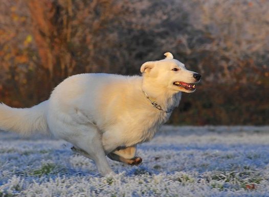 纯白牧羊犬图片