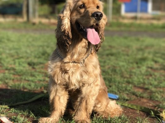 金毛犬宠物图片